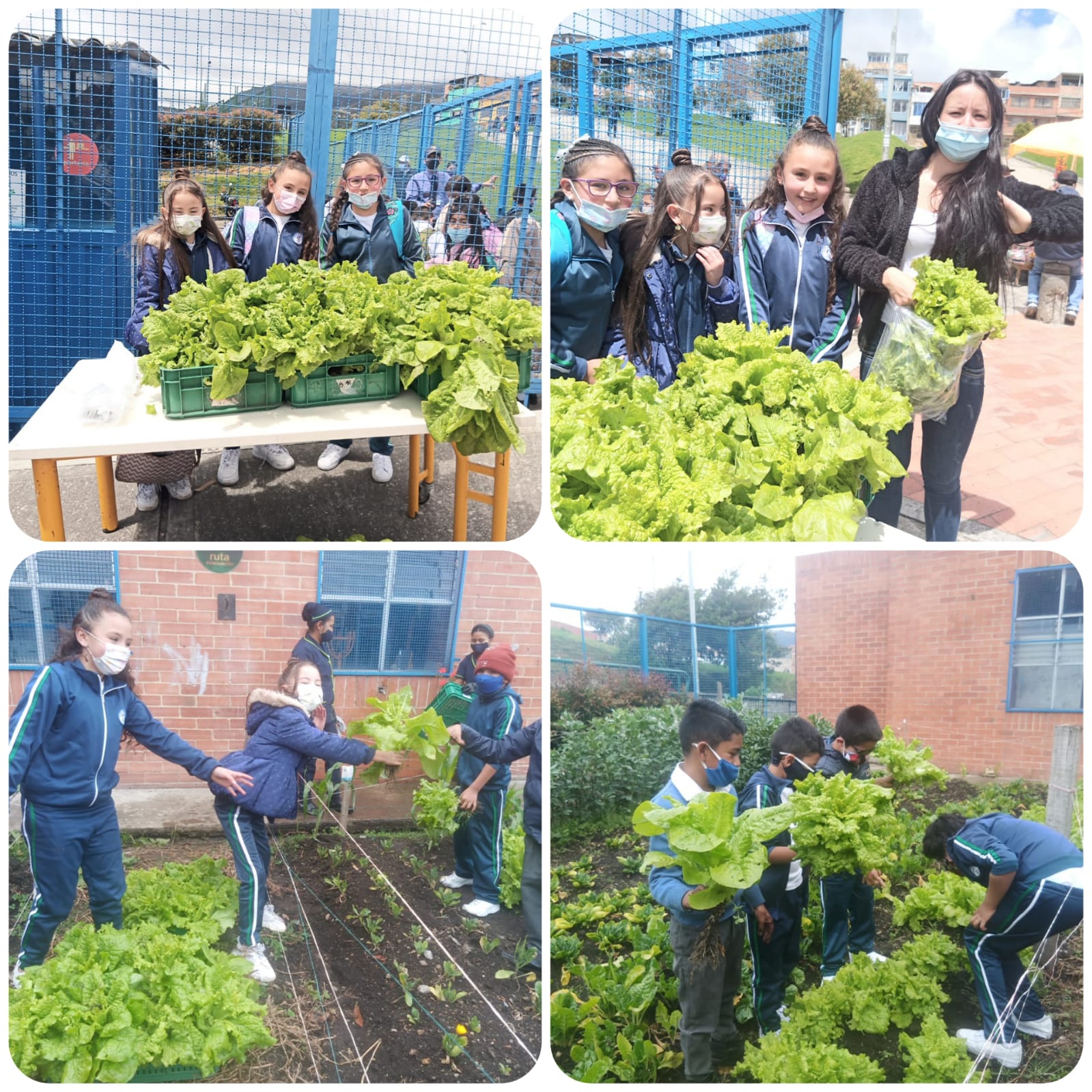 Imagen FRUTOS DEL TRABAJO EN EQUIPO EN LA HUERTA ESCOLAR