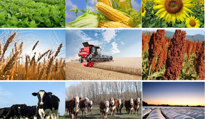 agropecuariascolpasquilla.blogspot.com