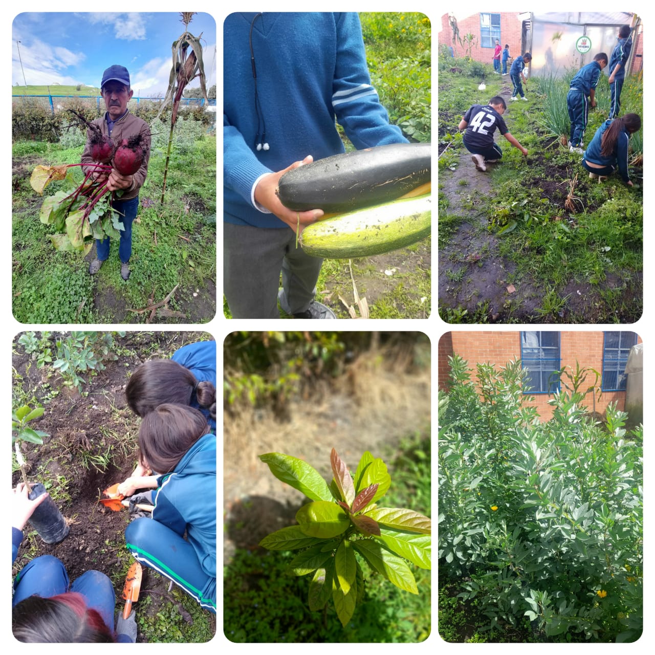 HUERTA ESCOLAR