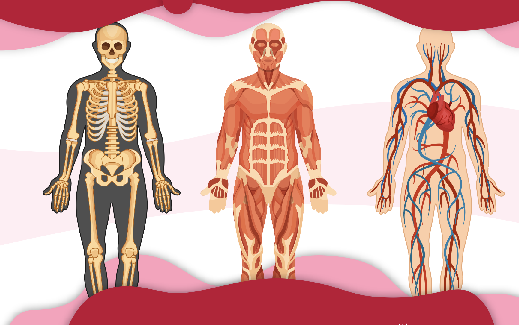 Comparo y descubro el sistema locomotor de mi cuerpo