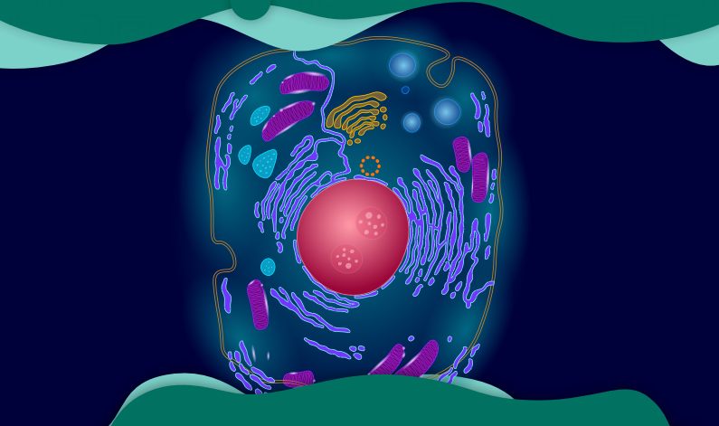 Las enzimas y algunas de sus funciones a nivel celular