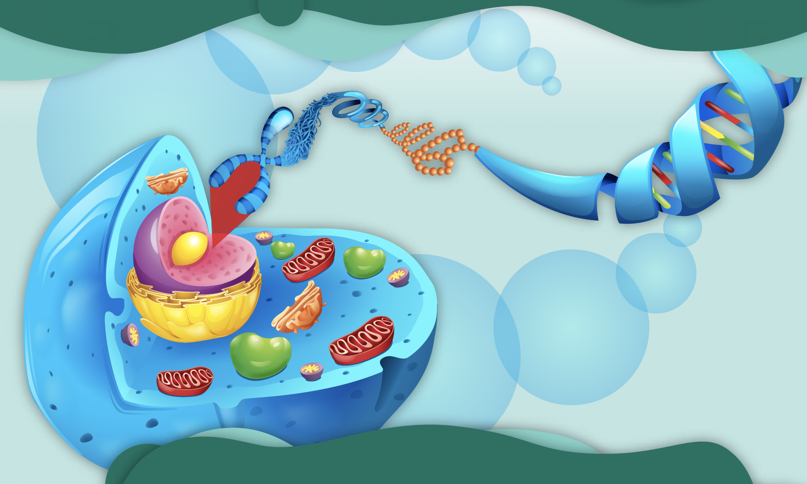 Exploro acerca del ADN