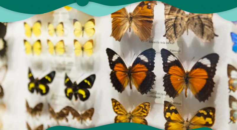 Comparo y analizo la importancia que tienen las colecciones biológicas en ciencias naturales